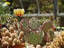 Opuntia